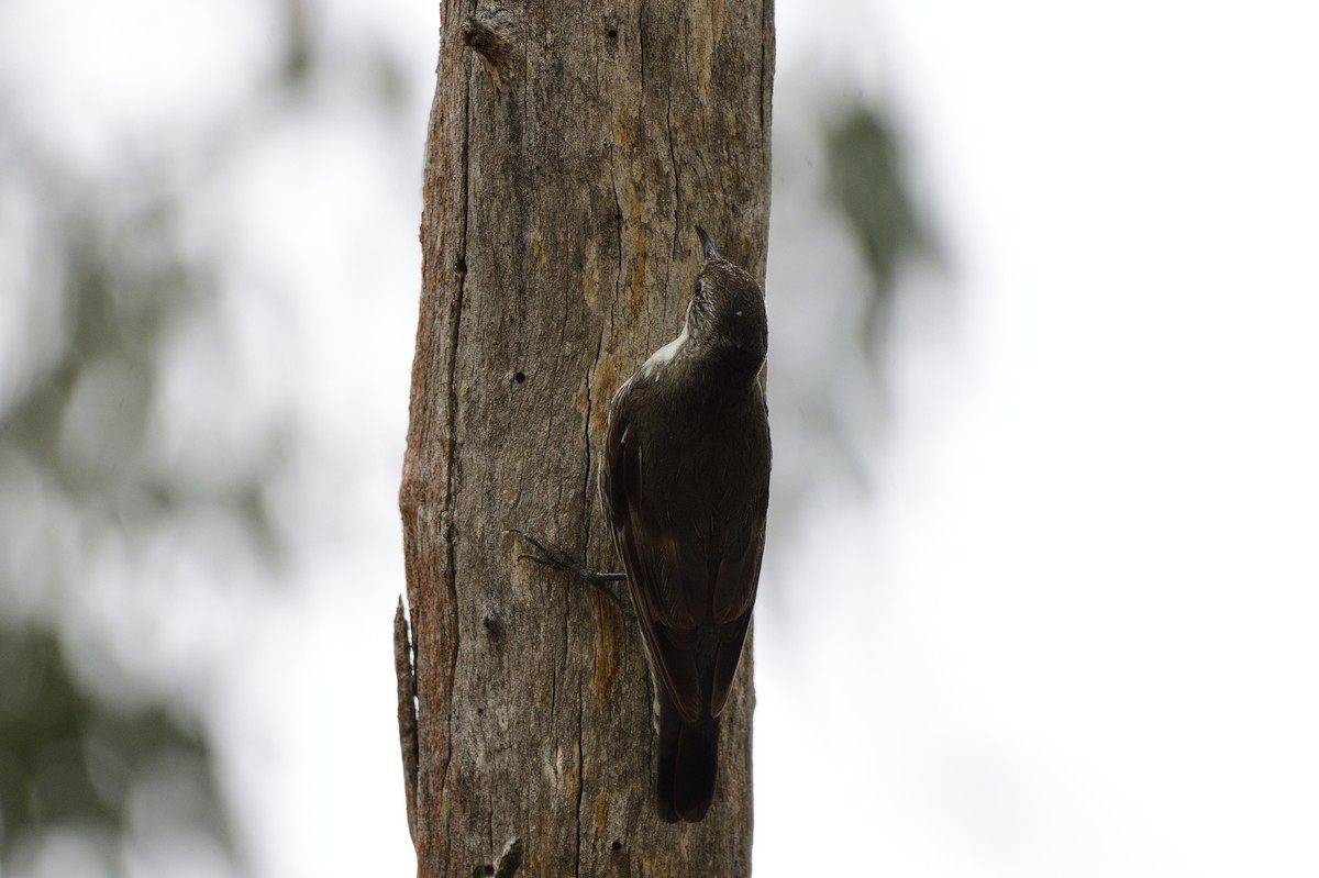 White-throated Treecreeper - ML567456231