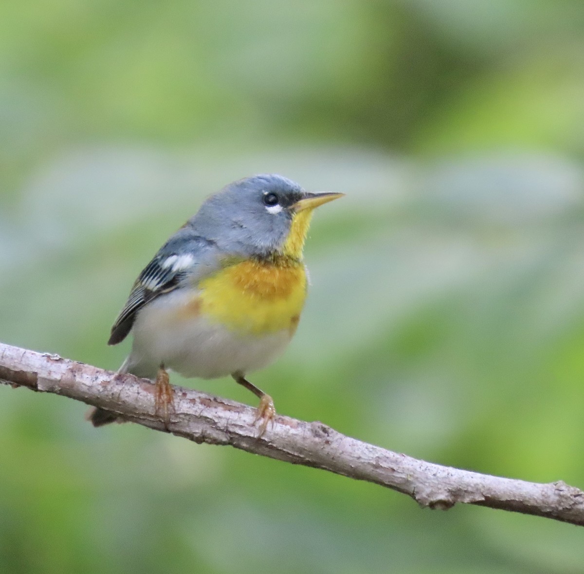 Northern Parula - ML567457381