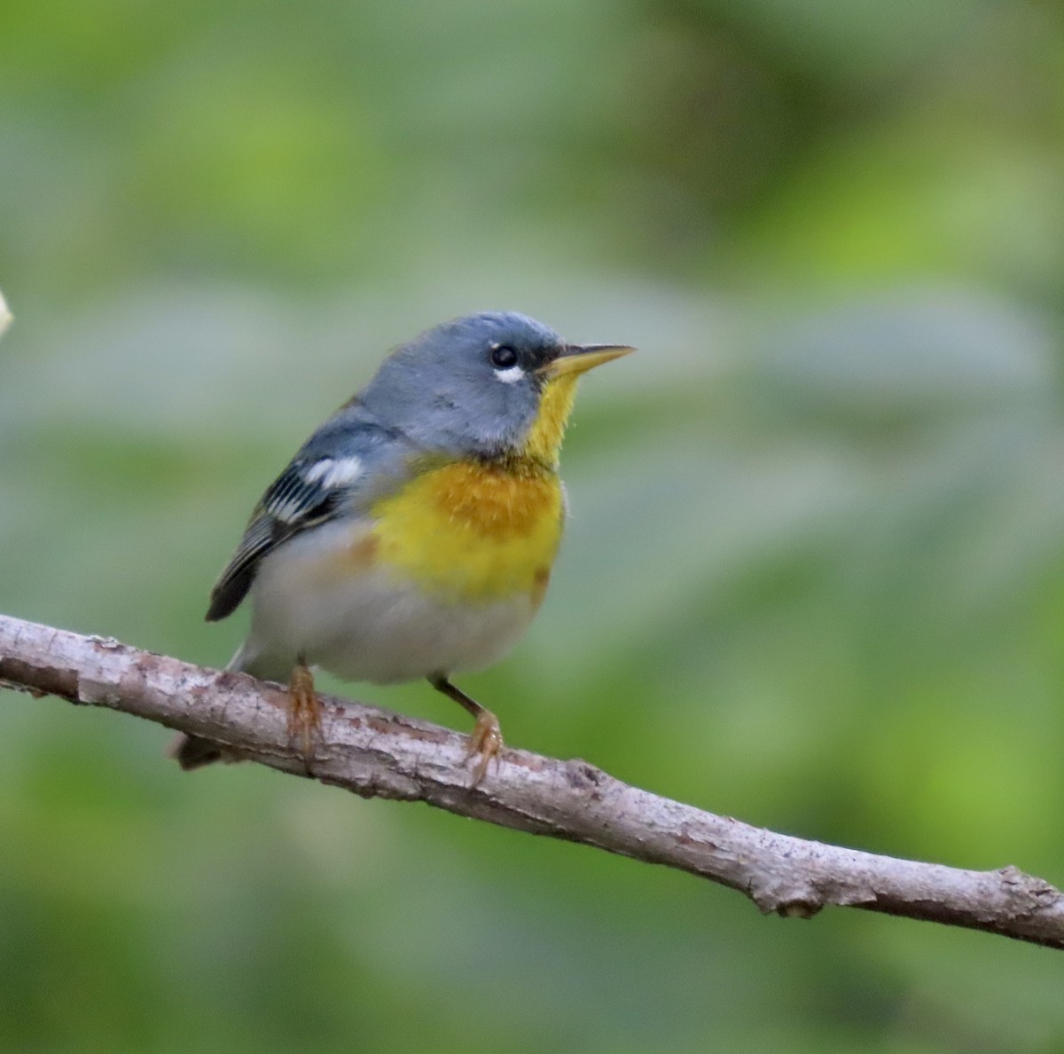 Northern Parula - ML567457391