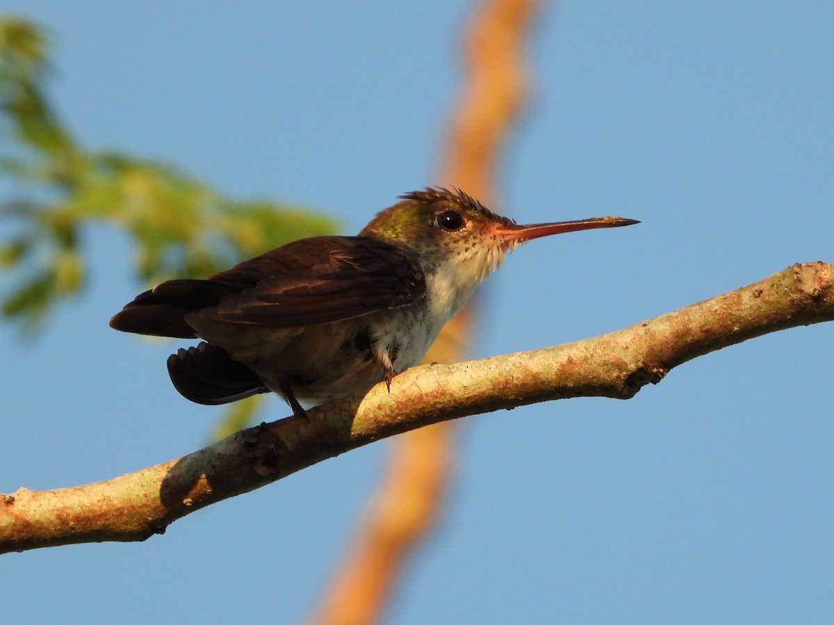 White-bellied Emerald - ML567457741