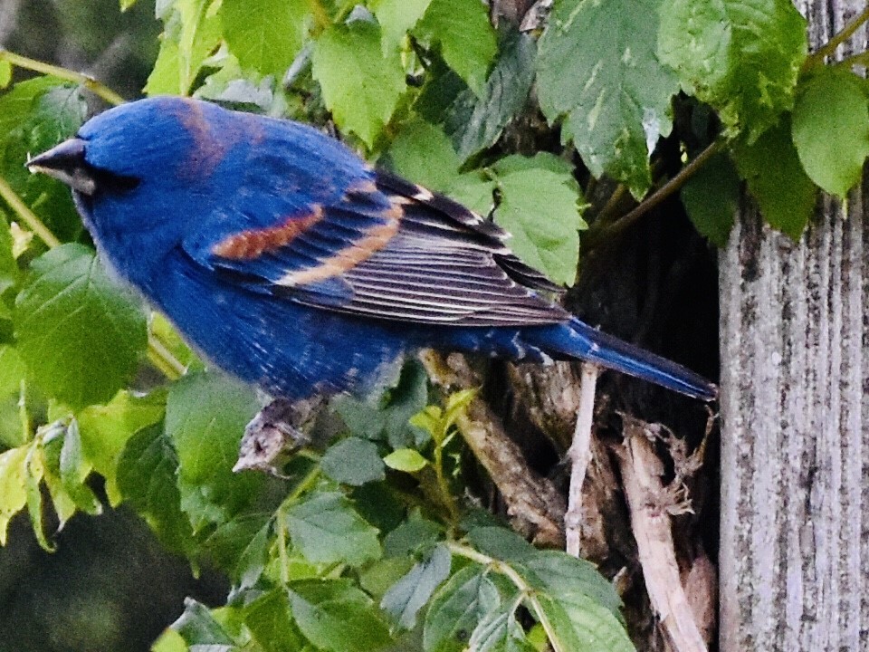 Blue Grosbeak - ML567458611