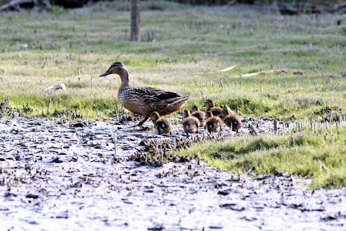 Mallard - ML56745871