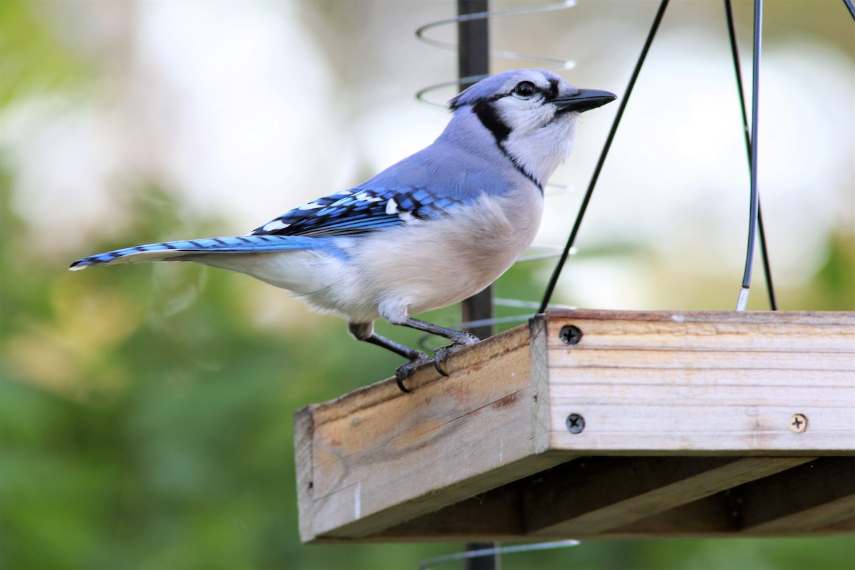 Blue Jay - ML56746001