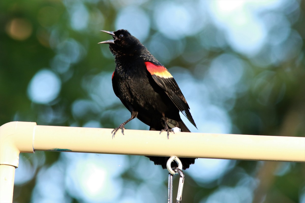 Red-winged Blackbird - ML56746061