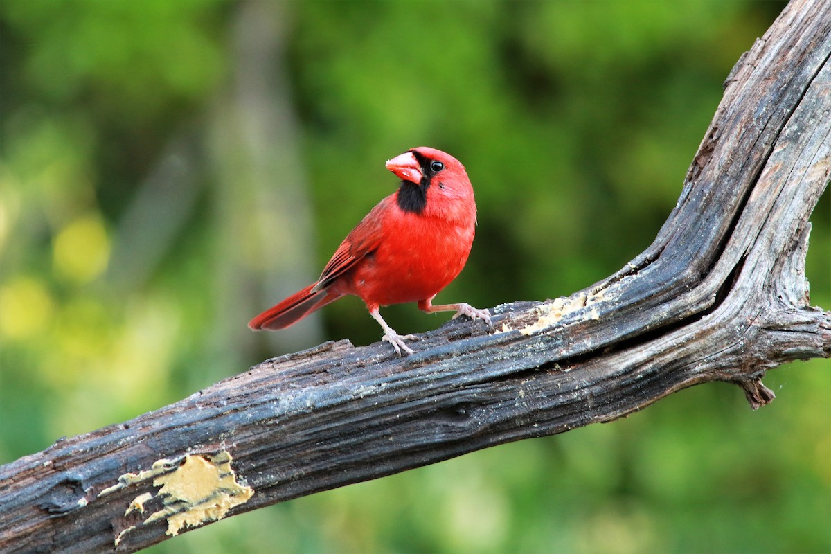 Northern Cardinal - ML56746101