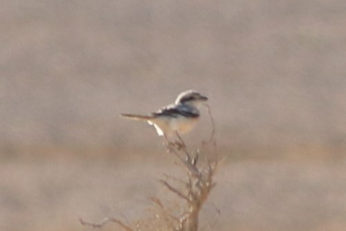 Сорокопуд сірий (підвид pallidirostris) - ML56746181