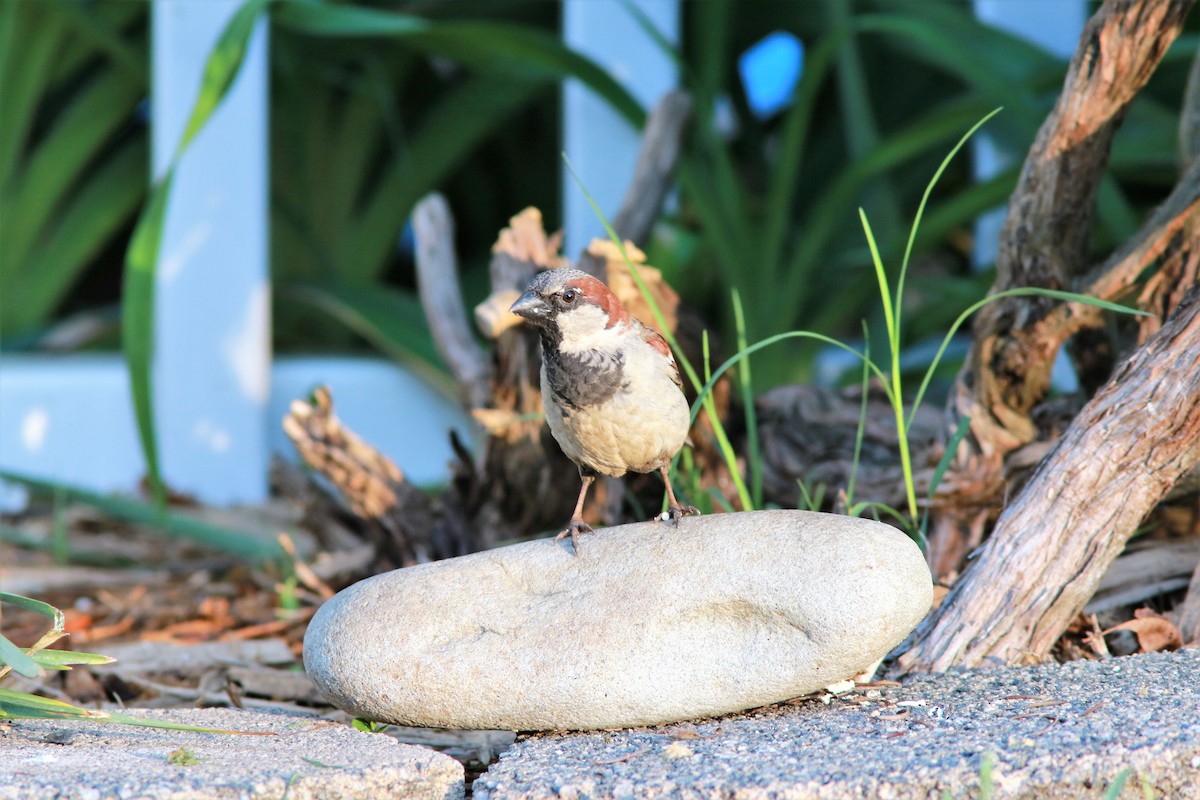 House Sparrow - ML56746201