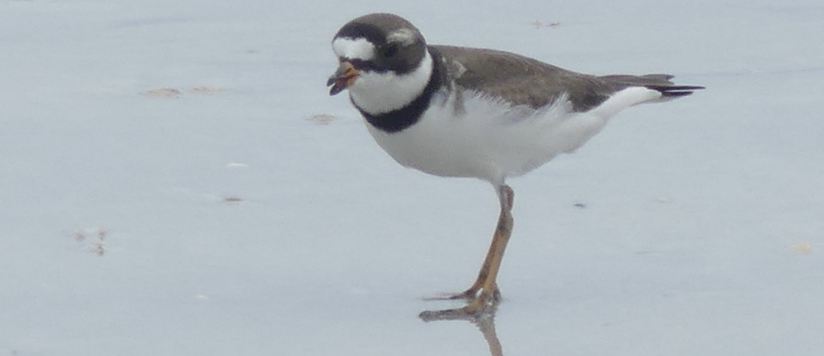 Semipalmated Plover - ML567462411