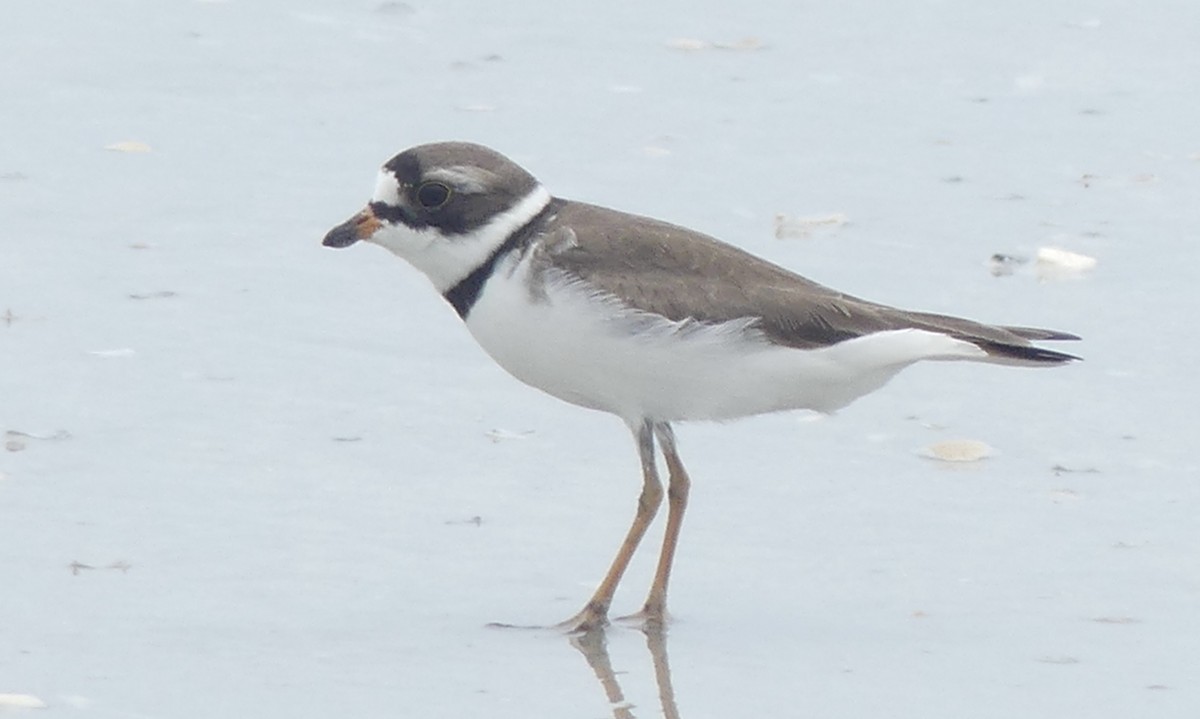 Semipalmated Plover - ML567462421