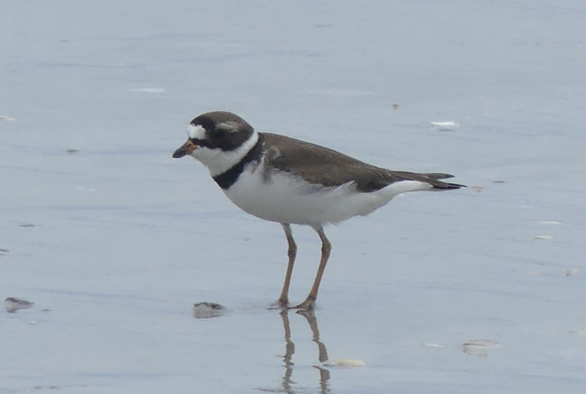 Semipalmated Plover - ML567462431