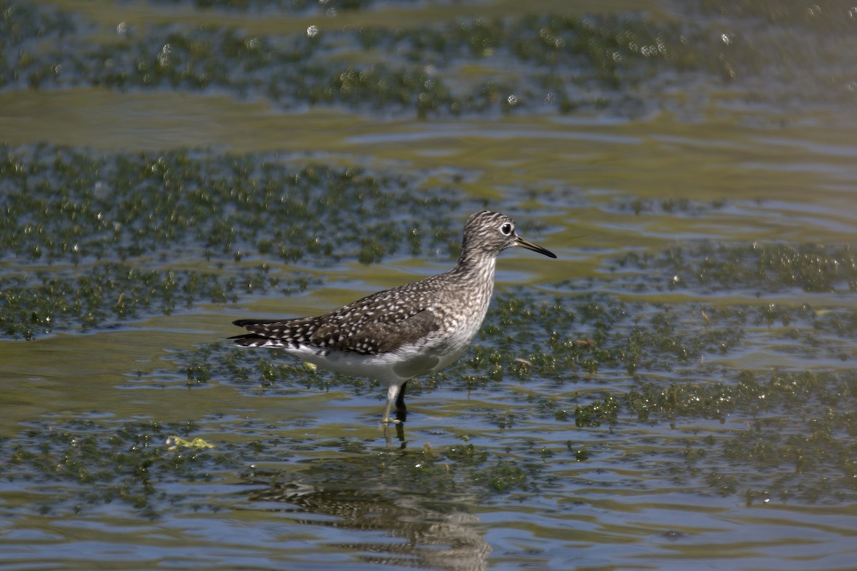 Solitary Sandpiper - Justin Kolakowski