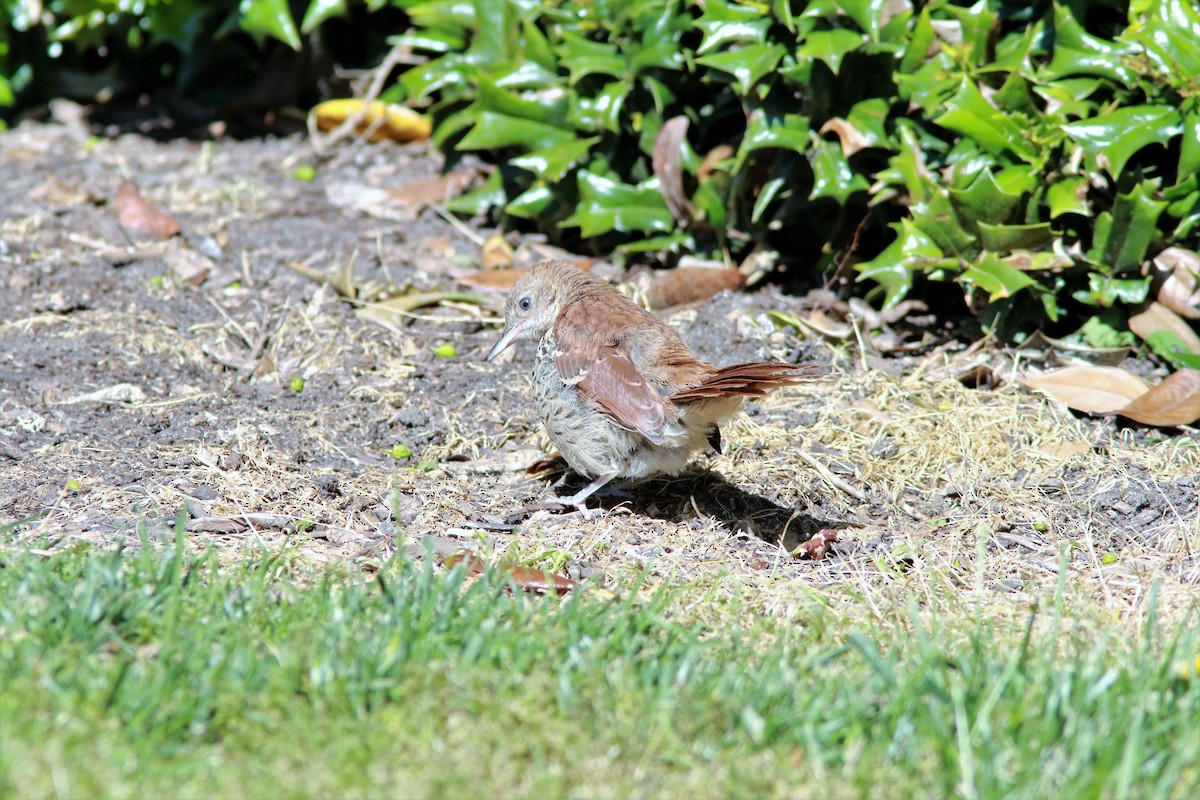 Brown Thrasher - ML56746411