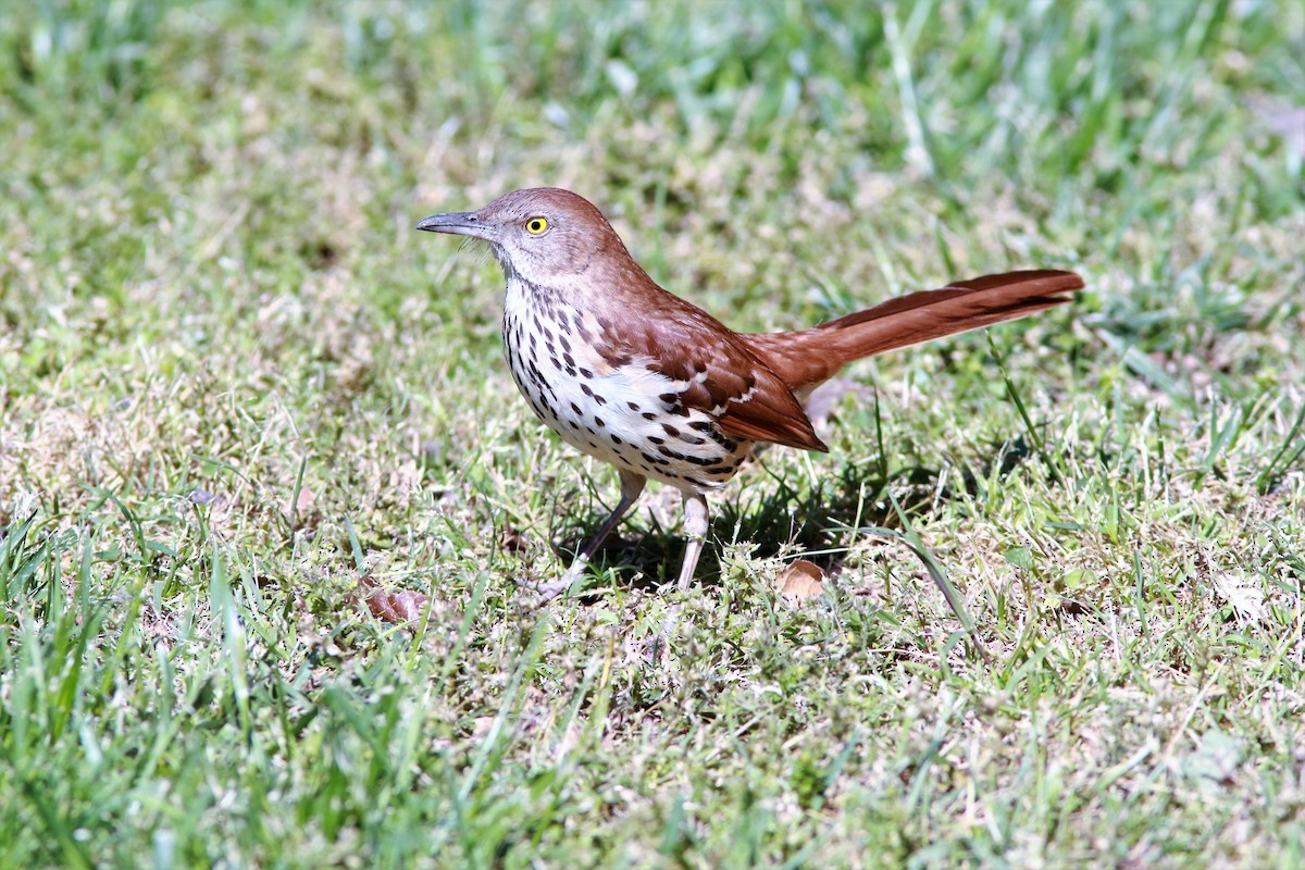 Brown Thrasher - ML56746431