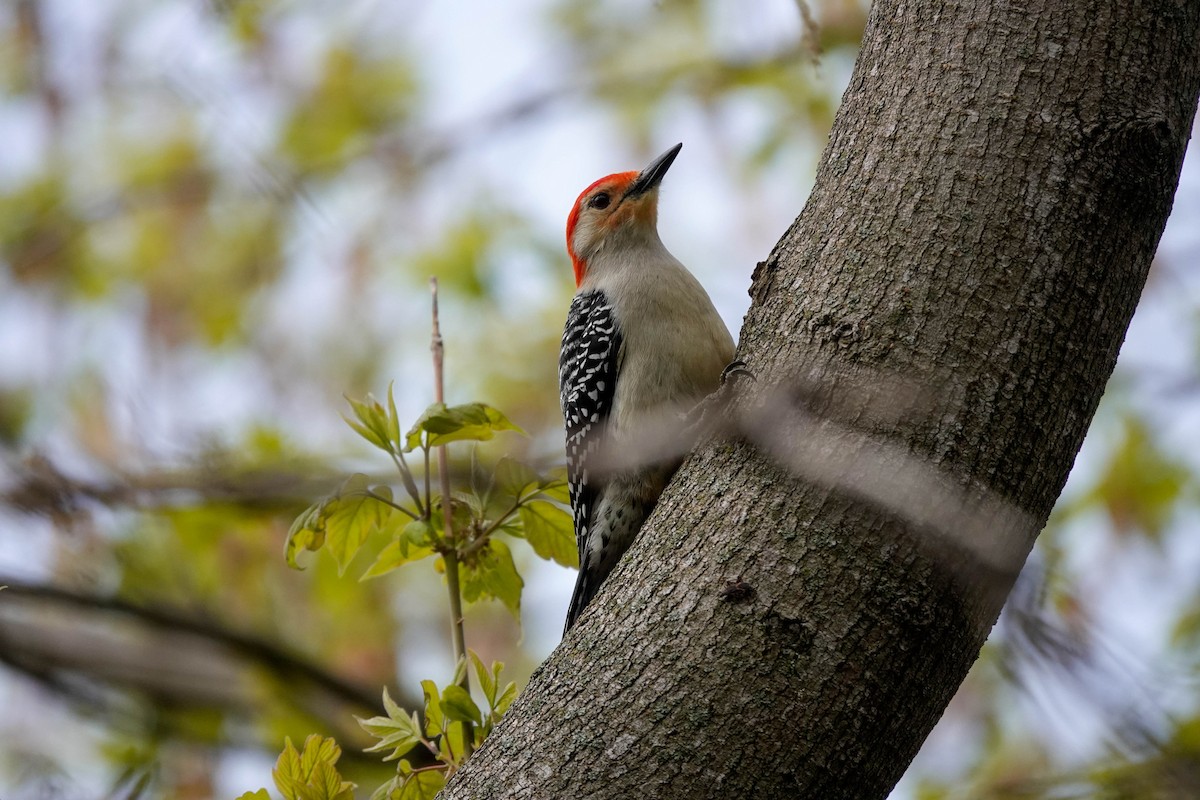 Red-bellied Woodpecker - ML567464421