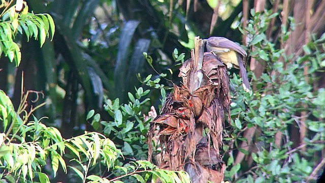 Azure-naped Jay (Campina) - ML567464851