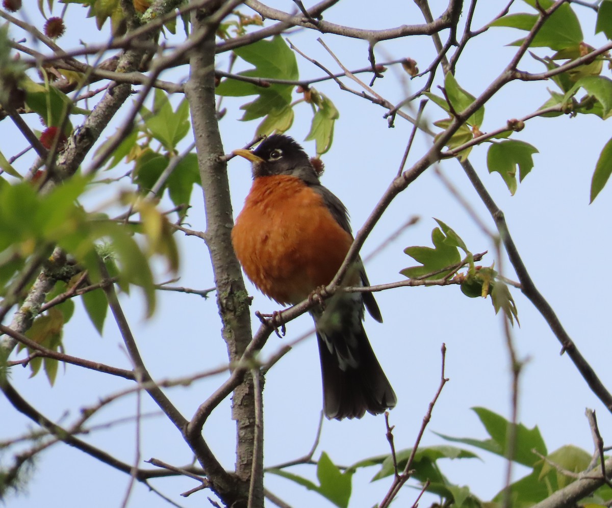 American Robin - ML567465201