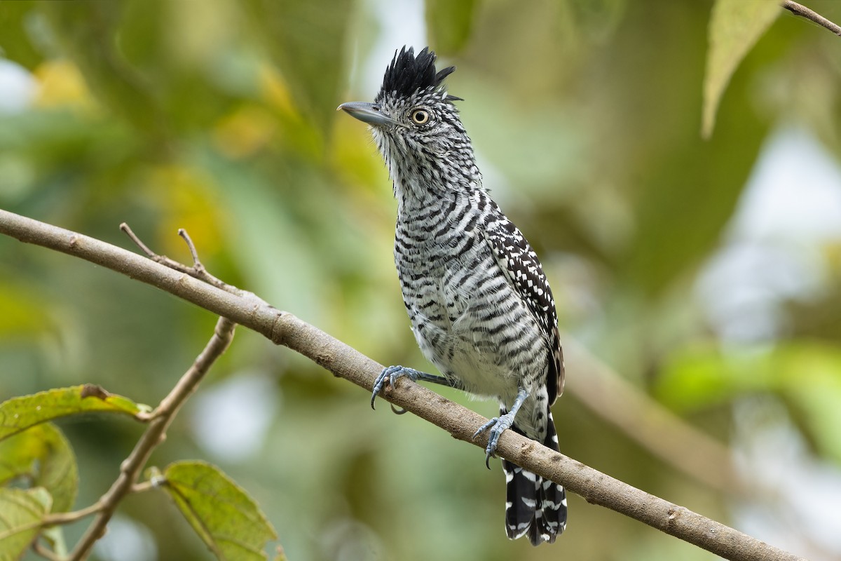 Barred Antshrike - ML567465691