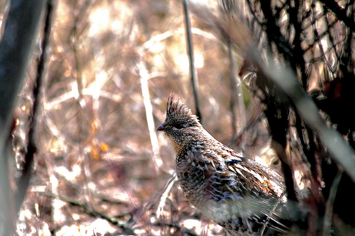 Ruffed Grouse - Colby Petroskey