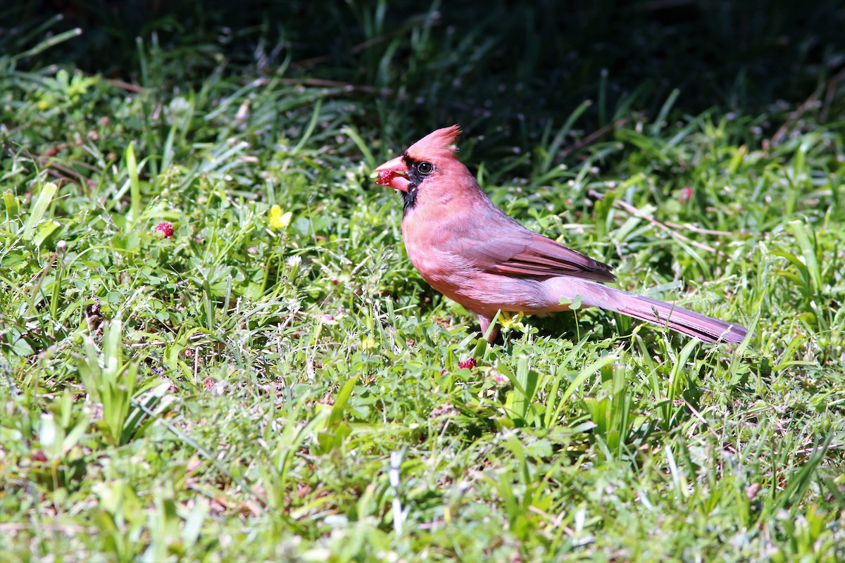 Northern Cardinal - ML56746671