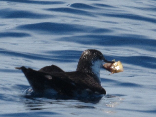 Audubon's Shearwater - Caleb Bronsink