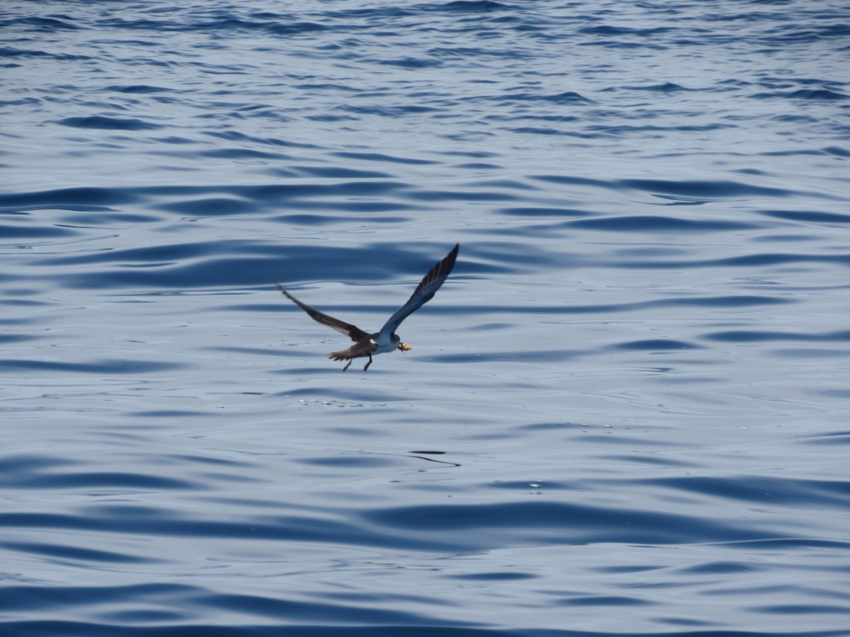 Audubon's Shearwater - Caleb Bronsink