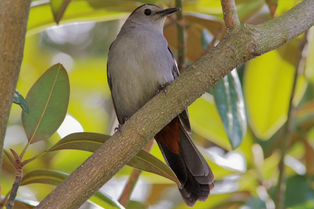 Gray Catbird - ML56746731