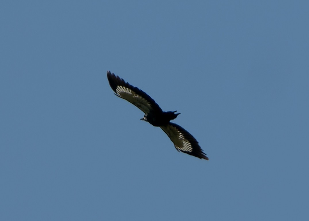 Pileated Woodpecker - ML567469371