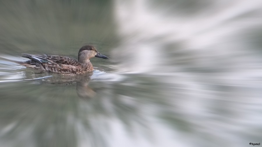 Green-winged Teal - ML56747011