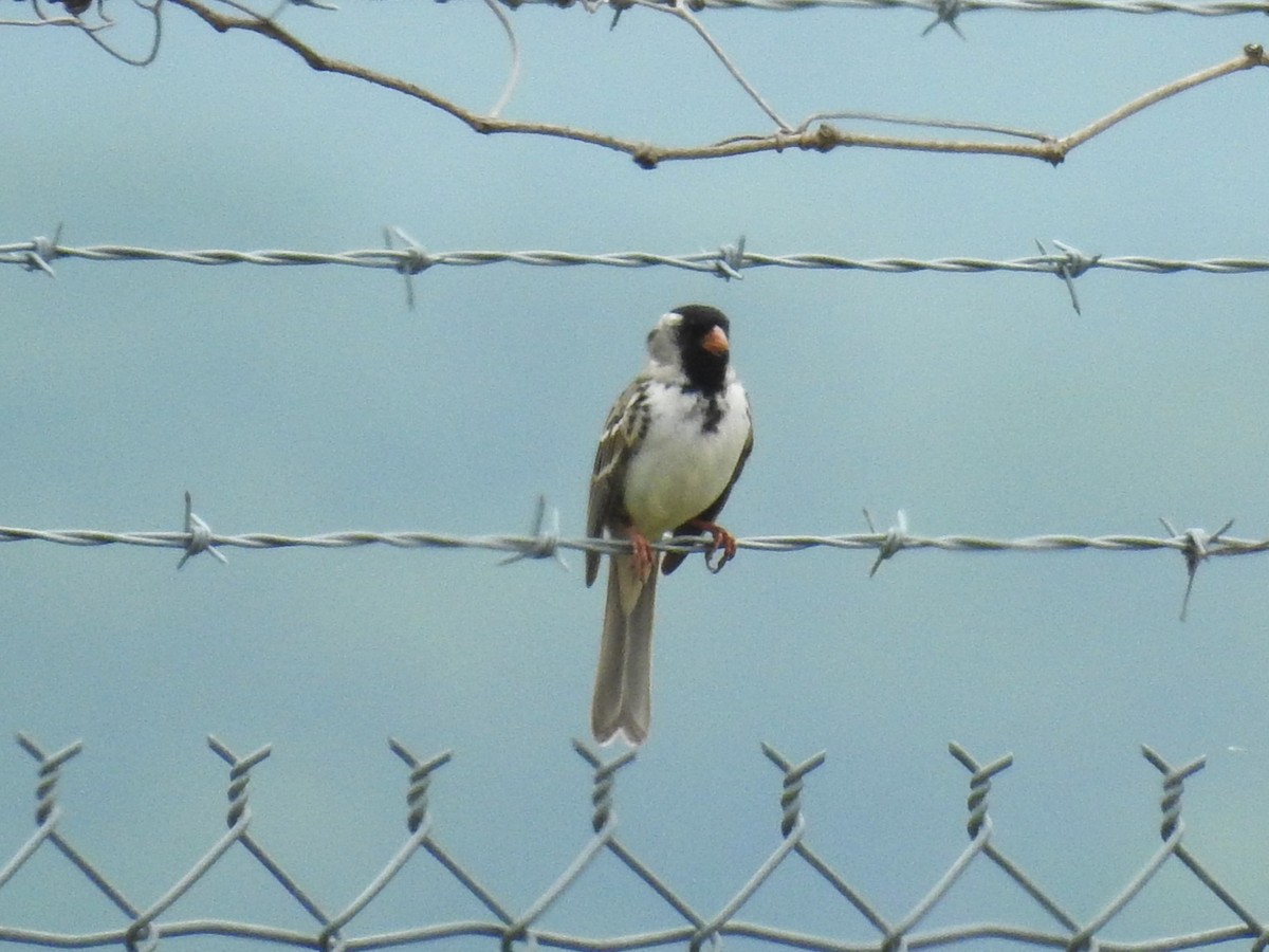 Harris's Sparrow - ML567470461