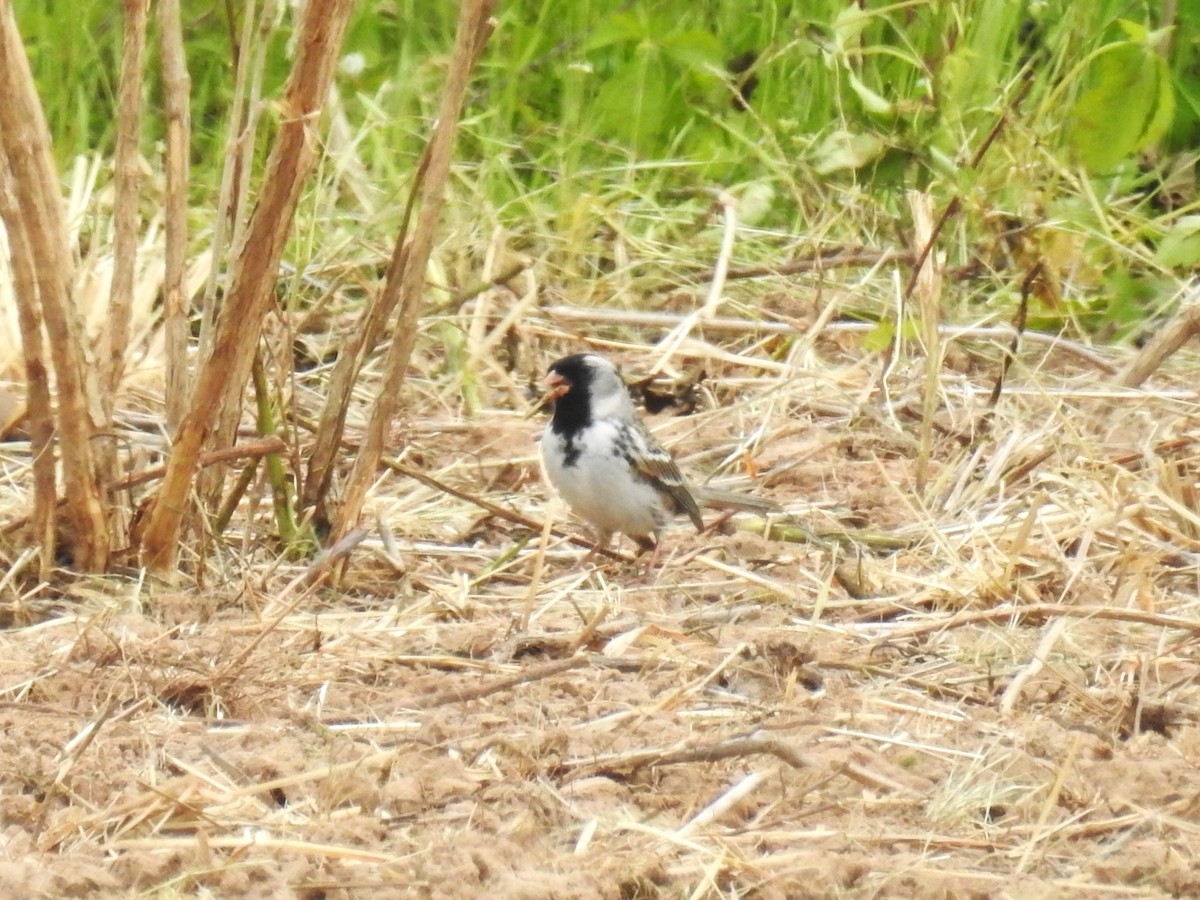 Harris's Sparrow - ML567470491