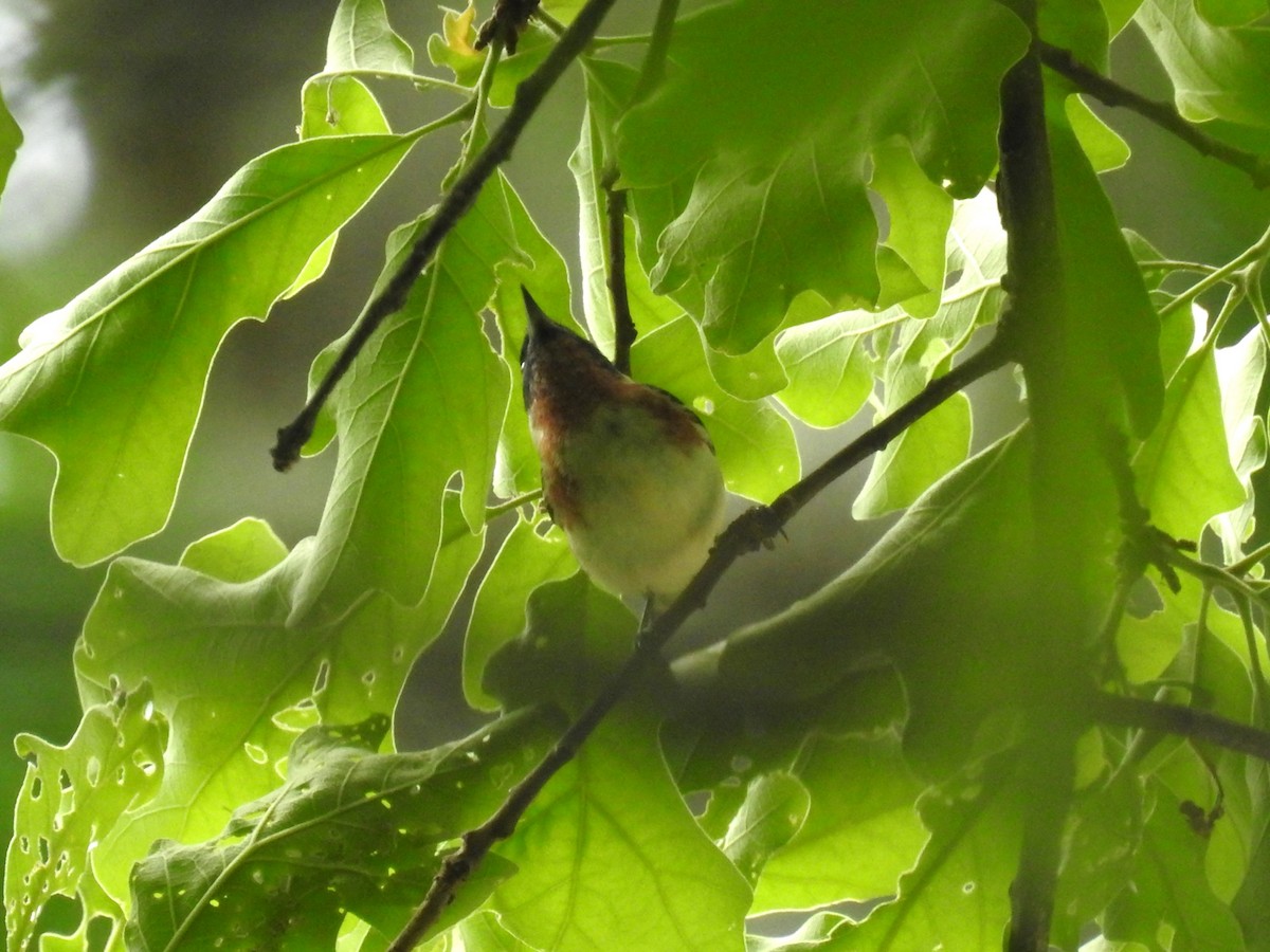 Bay-breasted Warbler - ML567471341