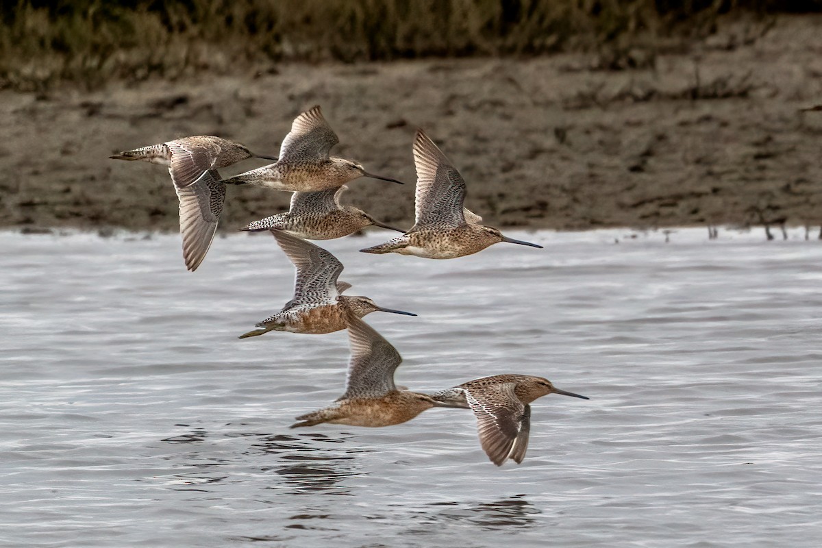 kortnebbekkasinsnipe - ML567471471