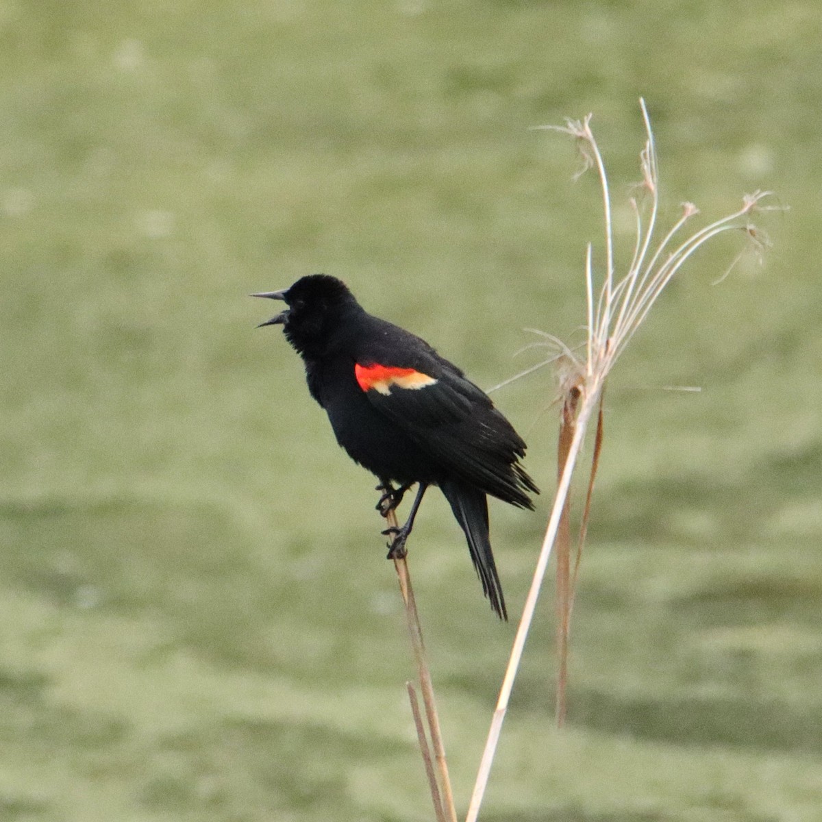 Red-winged Blackbird - Mary Erickson