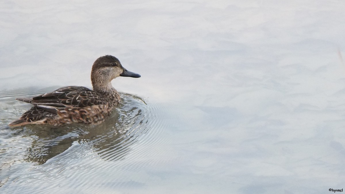 Green-winged Teal - Ozgun Sozuer