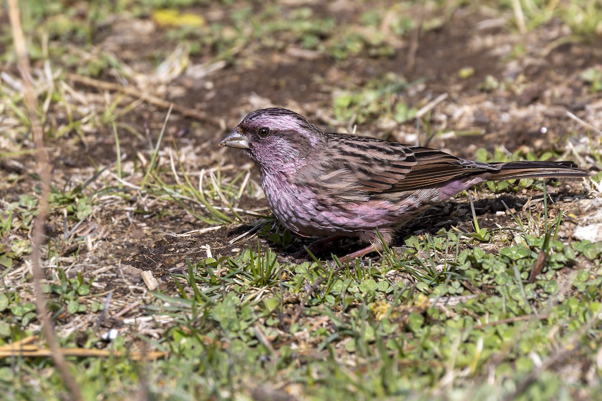 Himalayan Beautiful Rosefinch - Bradley Hacker 🦜