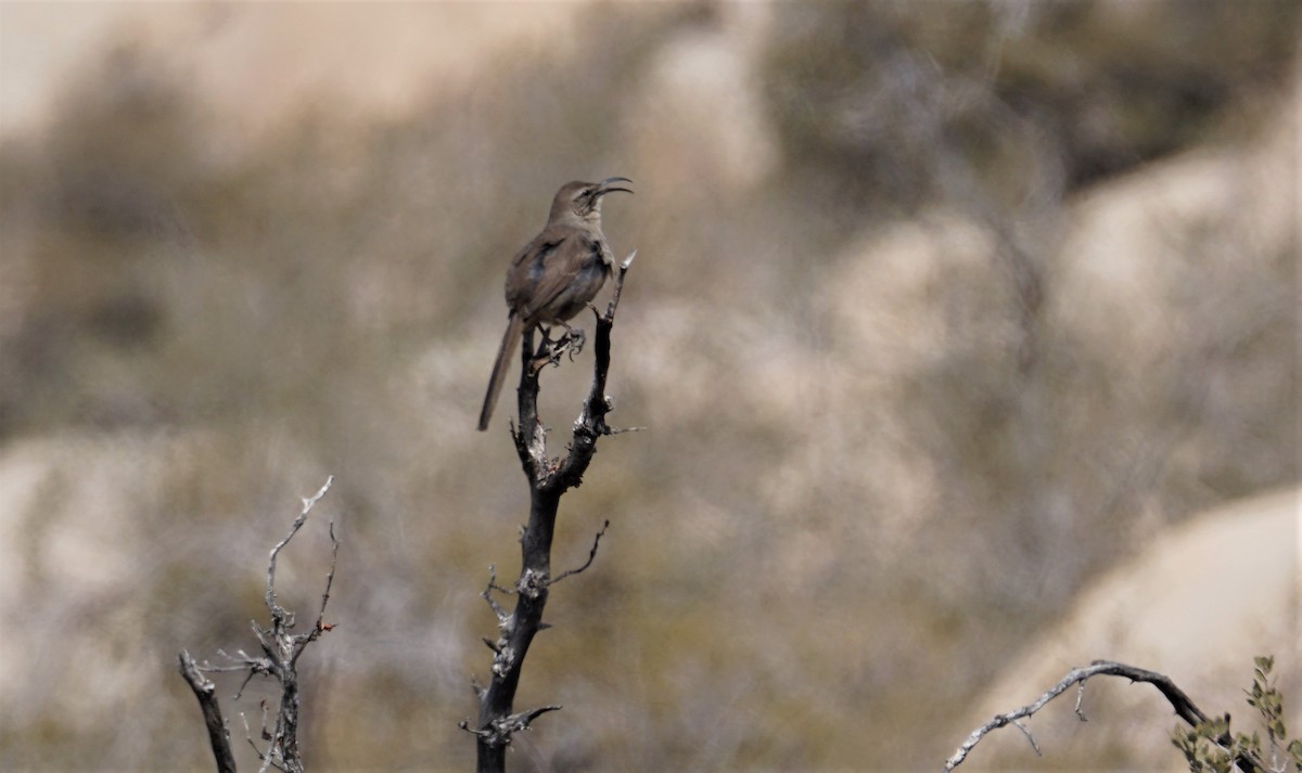 California Thrasher - ML567476441