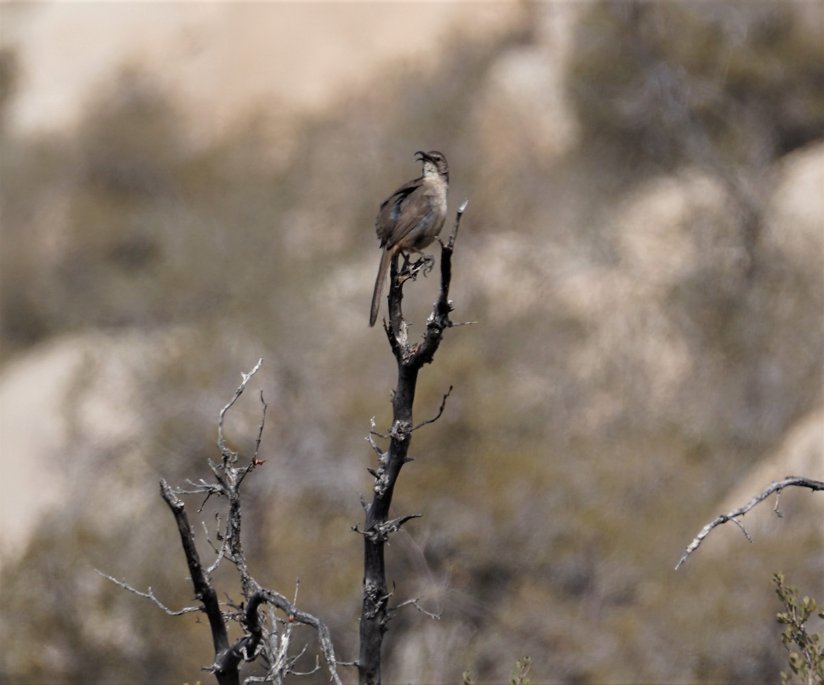 California Thrasher - ML567476451