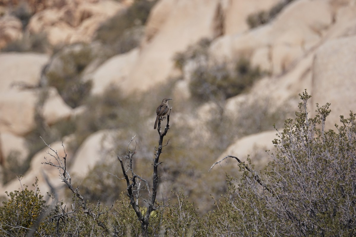 California Thrasher - Tracee Geernaert