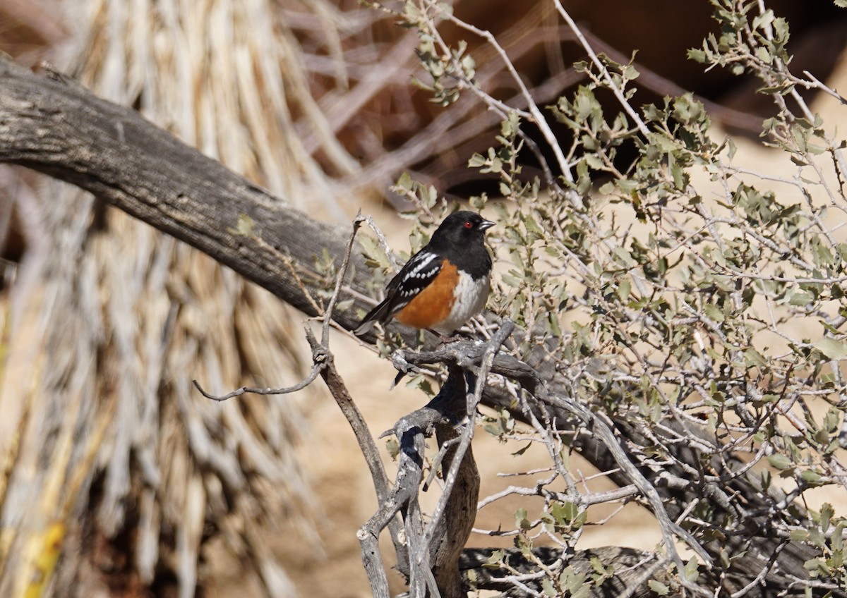 Spotted Towhee - ML567476671
