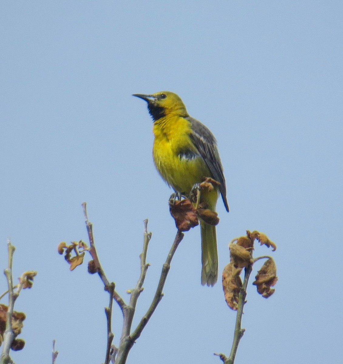 Hooded Oriole - ML567477181