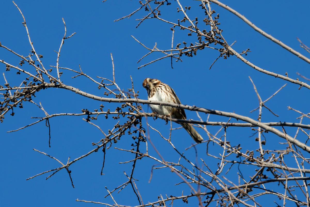 Song Sparrow - ML567477761