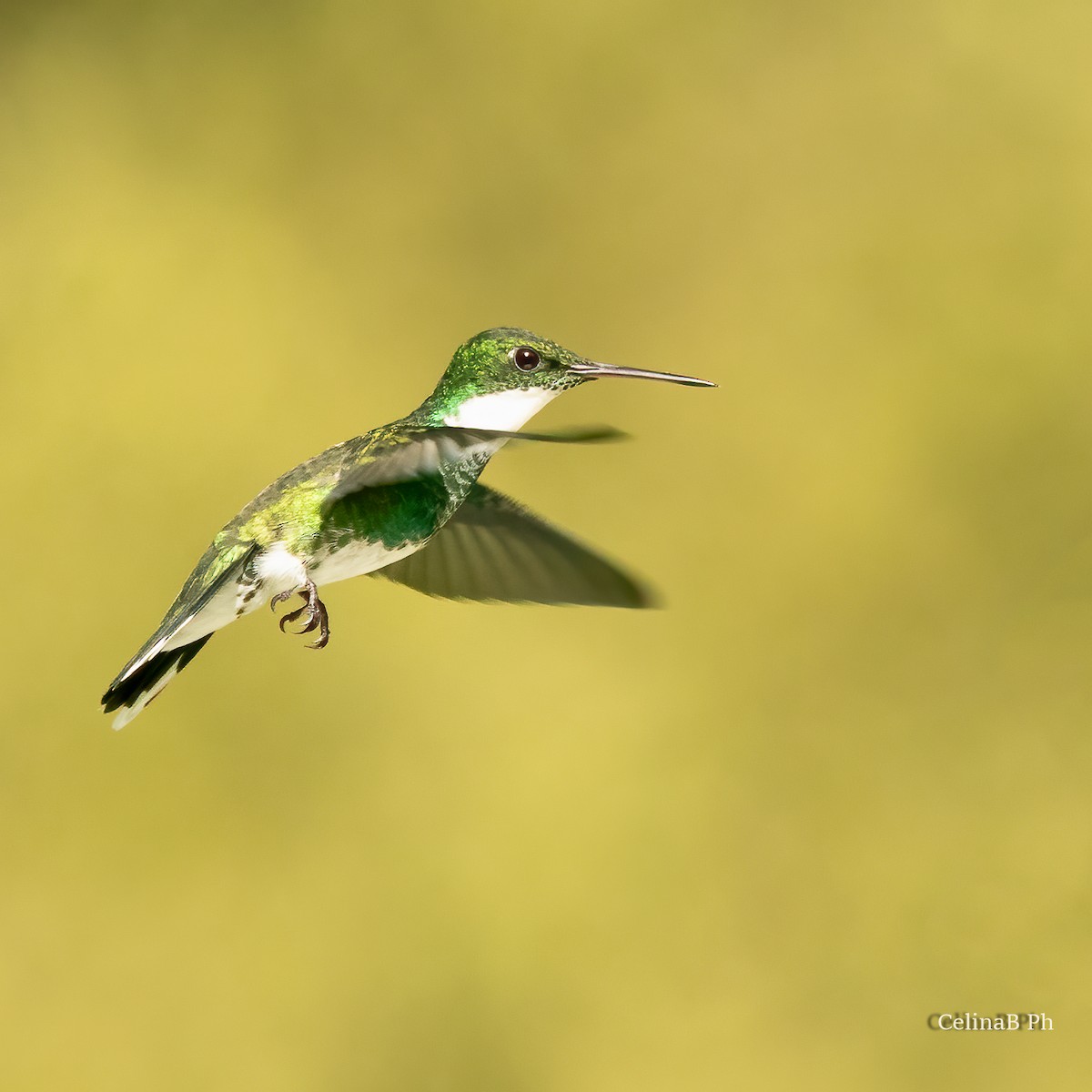 White-throated Hummingbird - Celina Bonini