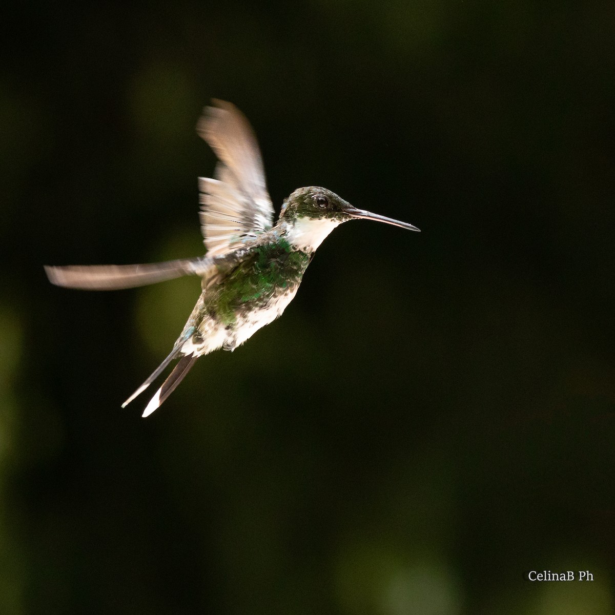 Colibri à gorge blanche - ML567478131