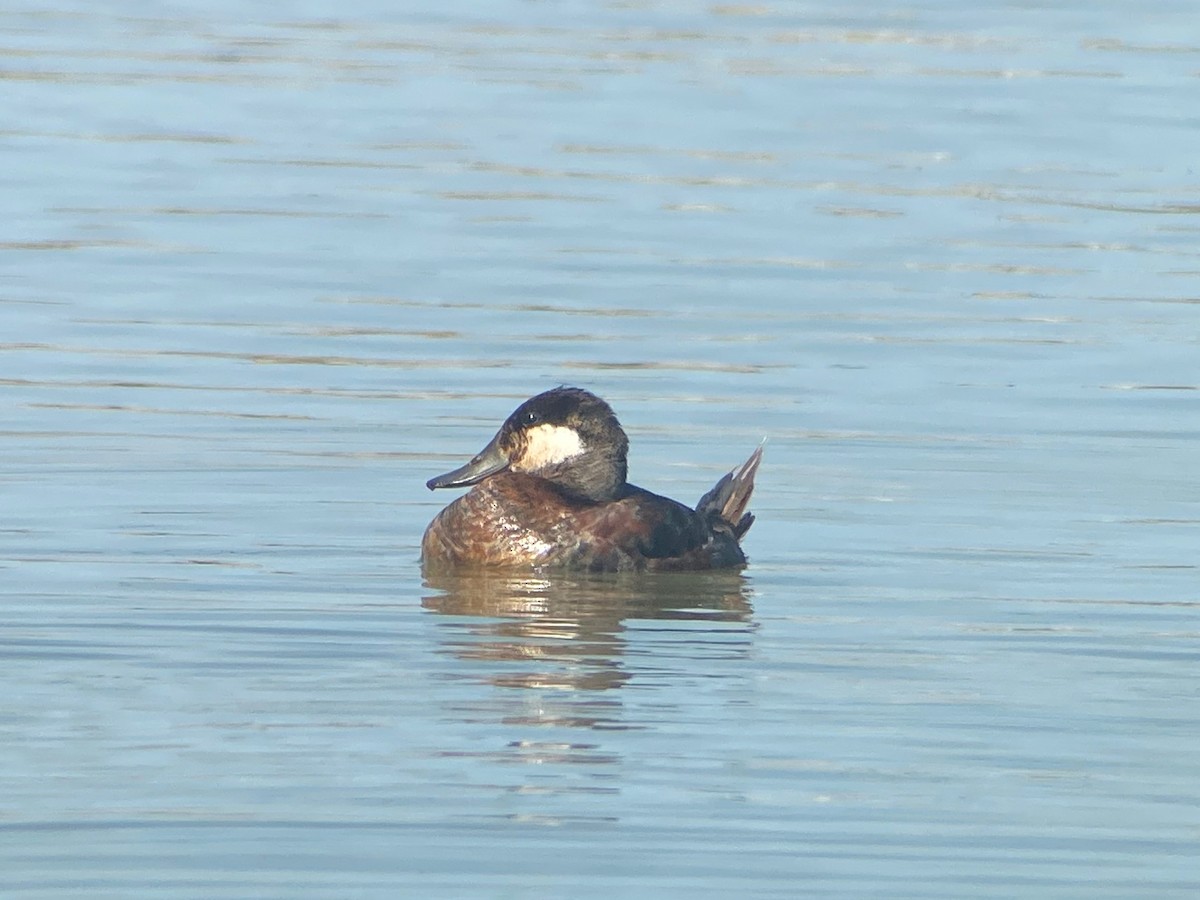 Ruddy Duck - ML567479491