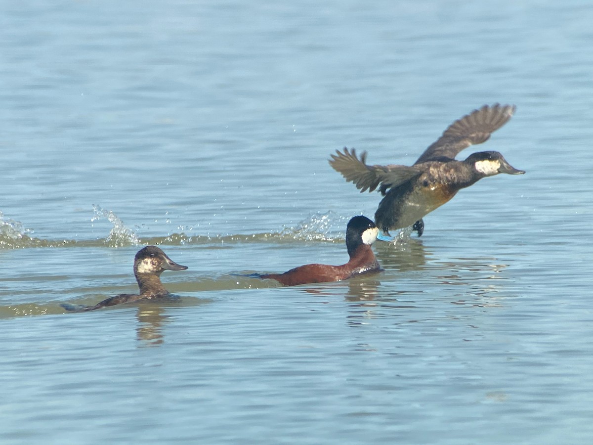 Ruddy Duck - ML567479501