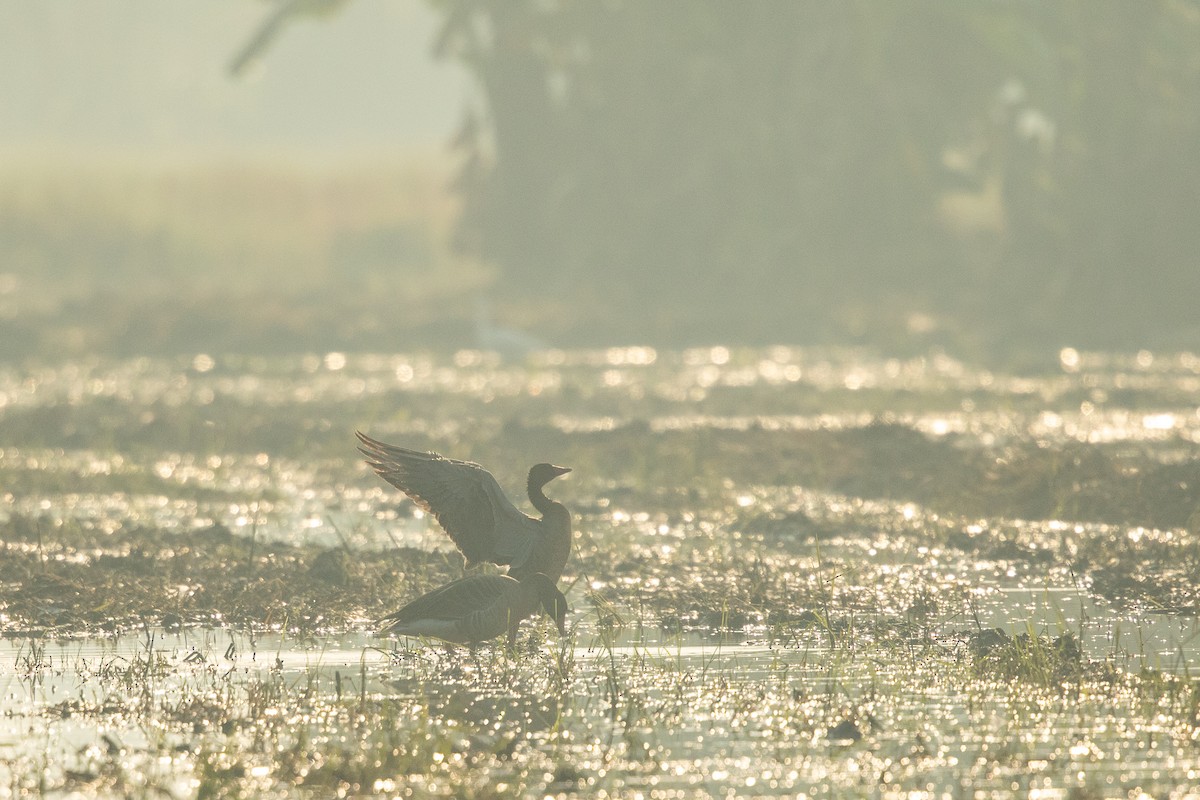 Graylag Goose - ML567479861