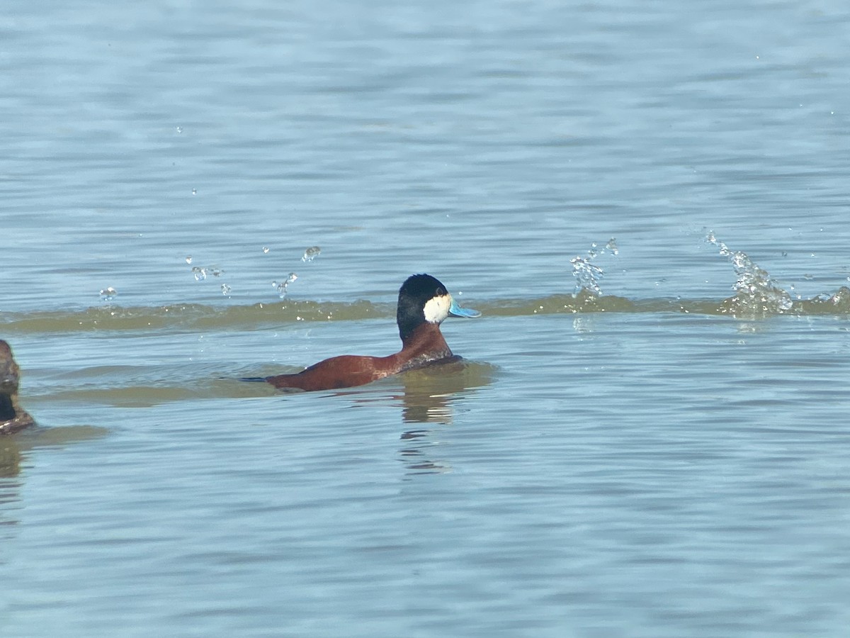 Ruddy Duck - ML567480021