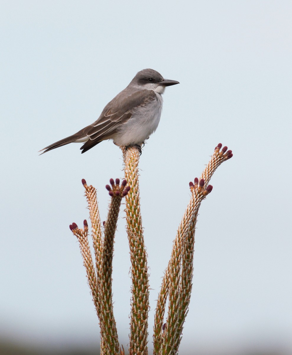 Gray Kingbird - ML567481061