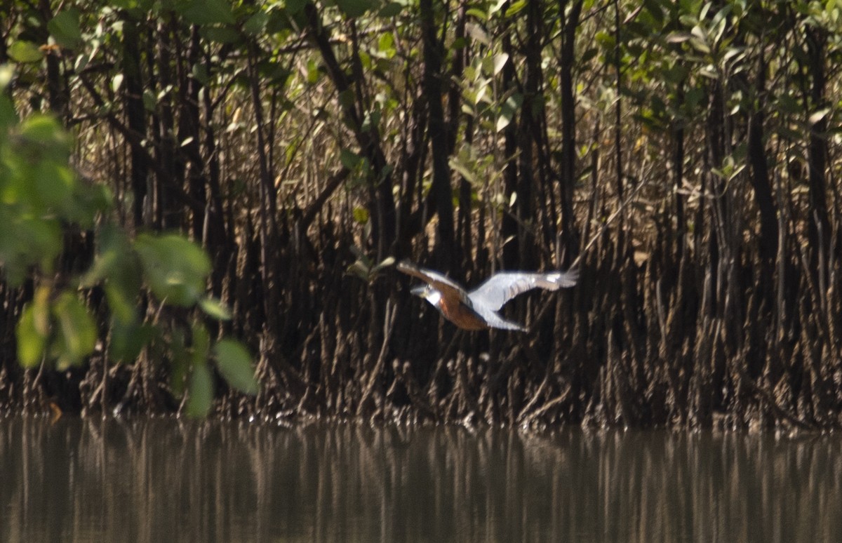 Ringed Kingfisher - ML567481231