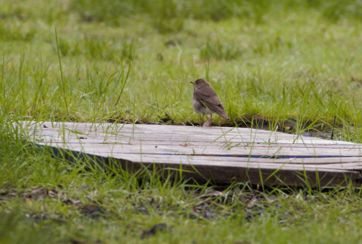 drozd šedolící - ML567481361